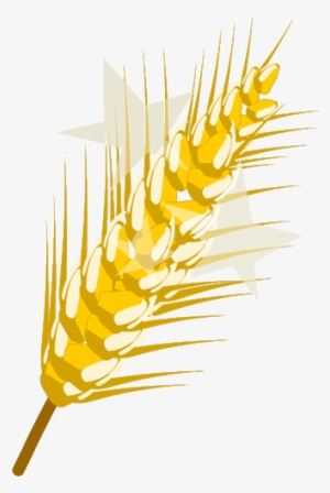 Golden Wheat #159703 Golden Wheat #159703