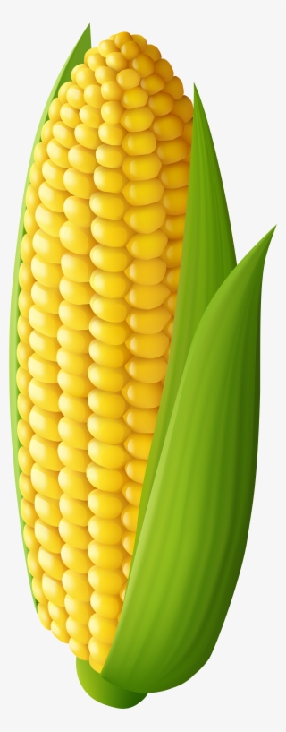 Corn Transparent Png Clip Art Image - Transparent Background Corn ...