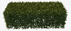Png Hedges Free - Yew Hedge Png #1500738