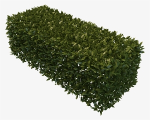 Best Free Hedges - Hedge Png #1501288
