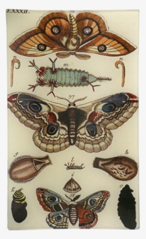 Moths Xxxii Moths Xxxii - Rectangle #1502617