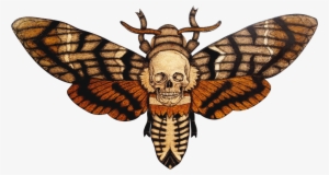 Moth Png Transparent Hd Photo - Bourbon Kid #1502643