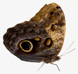 Pre Cut By Moonglowlilly Picture Library Library - Perth #1502652