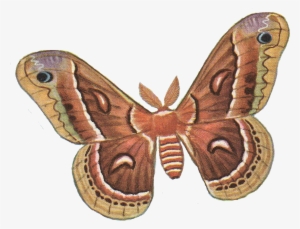 Moth Png Photos - Moth Clipart #1502695