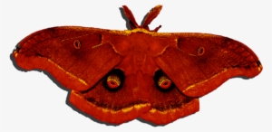 Click And Drag To Re-position The Image, If Desired - Pink And Purple Moth #1502722