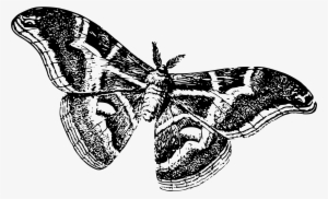 This Free Icons Png Design Of Silkworm As A Moth #1502748
