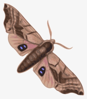 Big Image - Moth Clipart #1502791