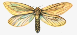 320 × 150 Picsel - Hepialus Humuli #1502983