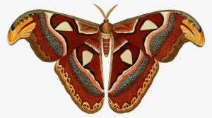 Attacus Atlas Ill - Atlas Moth Png #1503003