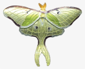 Luna Moth Pin #1503153