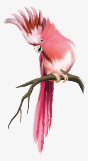 Яндекс - Фотки - 鸚鵡 插畫 #1503172