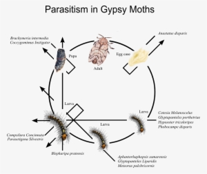 Parasitism In Gypsy Moths - Phases Of A Moth - Free Transparent PNG ...