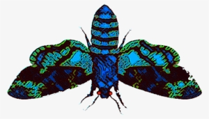 Diane Wrote - - Splintered Morpheus Moth #1503249