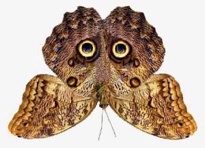 Owl Butterfly4 - Owl Butterfly Camouflage #1503282