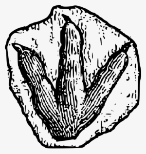 Dinosaur Footprint Png Images #1503360