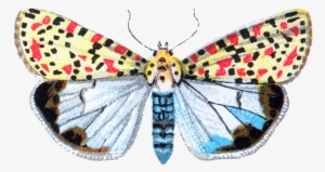 Deiopeia Pulchella Moth 001 - Portable Network Graphics #1503361