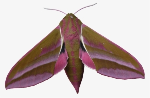 Liked Like Share - Large Elephant Hawk Moth #1503429