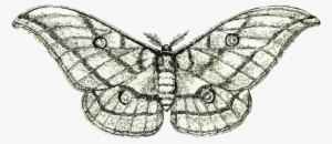 This Free Icons Png Design Of Moth 3 #1503615