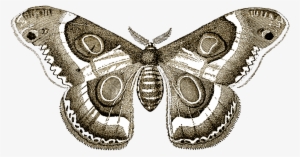 {click On Png Image To Download/save} - Giclee Painting: Illustration Of Butterflies And Moths, #1503696