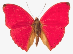 Pink And Red Butterfly #1504007