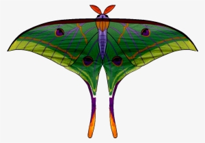 Moths Of Bhutan - Bhutan #1504141