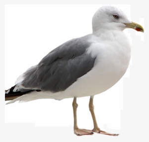 Seagull - Seagull Png #1505074 Seagull - Seagull Png #1505074