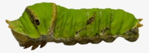 Caterpillar Png #1505075 Caterpillar Png #1505075