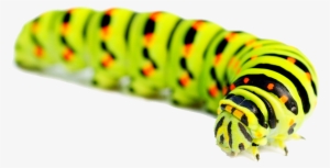 Caterpillar Png - Caterpillar Images Png Hd #1505107