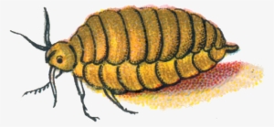 Orgyia Antiqua Female Caterpillar - Beetle #1505197