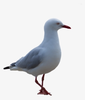 Framed Art For Your Wall Bird Seagull Png Coast Frame - Gaivotas Png #1505229 Framed Art For Your Wall Bird Seagull Png Coast Frame - Gaivotas Png #1505229