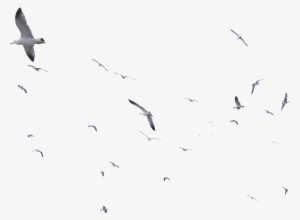 Sea Gulls - Seagulls Png #1505296