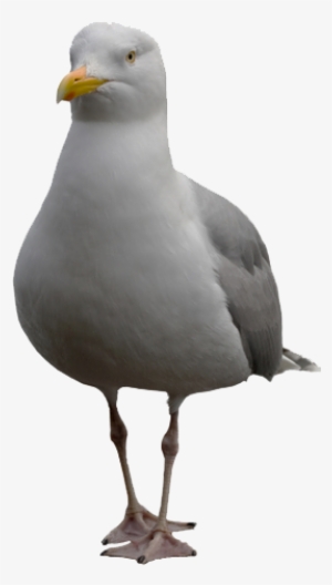 The Seagull - Main Guy & The Other Guys / The Main Guy & #1505431