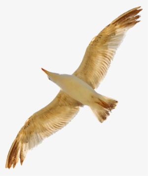 Seagull Png By Evelivesey - Gold Seagull Png #1505457 Seagull Png By Evelivesey - Gold Seagull Png #1505457