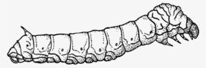 Animal Caterpillar Larva Moth Silk Silkwor - Silk Worm Line Drawing #1505611