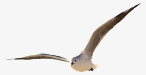 Majestic Seagull - Immediate Entourage - Marseille #1505847 Majestic Seagull - Immediate Entourage - Marseille #1505847