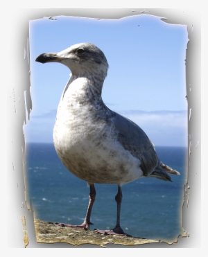Seagull, Animal, Bird, Ocean, Pacific, Water, Frame - Aves Del Oceano Pacifico #1506147 Seagull, Animal, Bird, Ocean, Pacific, Water, Frame - Aves Del Oceano Pacifico #1506147