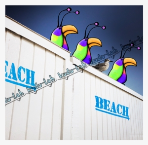 The Seagull By Kudu-lah / Awesome Critter Artwork Featuring - Florida #1506246 The Seagull By Kudu-lah / Awesome Critter Artwork Featuring - Florida #1506246