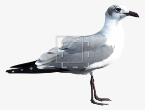 Seagull - Gulls #1506269 Seagull - Gulls #1506269