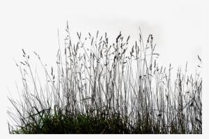 Images Of 2d Grass Have Been Used In Environment - Long Grass Png #1506689 Images Of 2d Grass Have Been Used In Environment - Long Grass Png #1506689