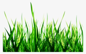 Nature Png Clipart - Nature Png #1507407 Nature Png Clipart - Nature Png #1507407