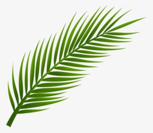More Information - Palm Tree Leaf Png #1507409