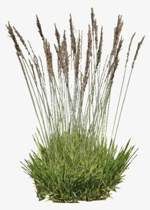 Purple Moor Grass - Purple Moor Grass Png #1507512