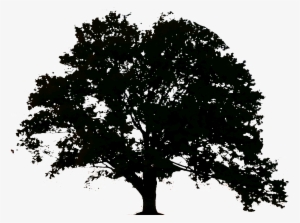 Sombra Arvore Png - La Lune Cendree - Trade Paperback #1508761