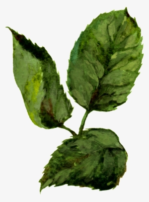 Hand Painted Three Slices Of Watercolor Leaves Png - Transparent Free Watercolor Leaves #1509769