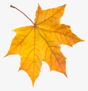Autumn Leaves Png #1509922