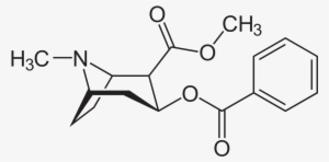 Cocaine Molecule #1510855
