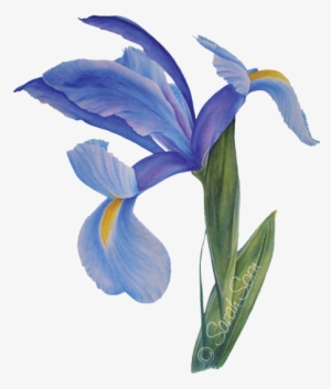 Picture - Watercolor Painting #1510987