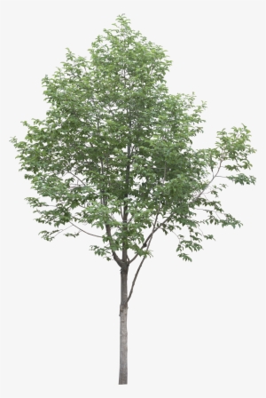 Architecture Illustrations, Architecture Layout, Landscape - Artificial Seeded Eucalyptus #1513817