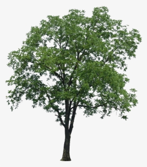 Arboles Png Para Renders - Multi Stem Tree Png #1513885