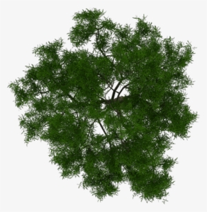 Arbol 1 - Maple Tree White Background #1514044